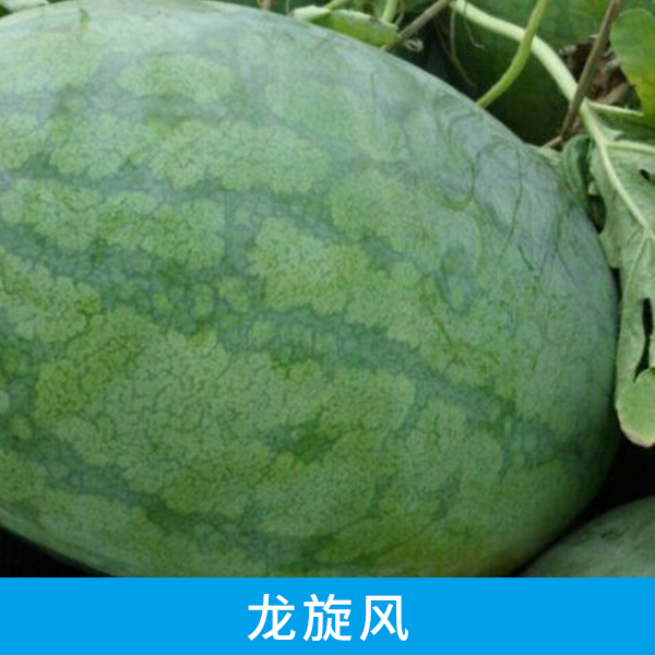龍旋風圖片/龍旋風樣板圖 (4)