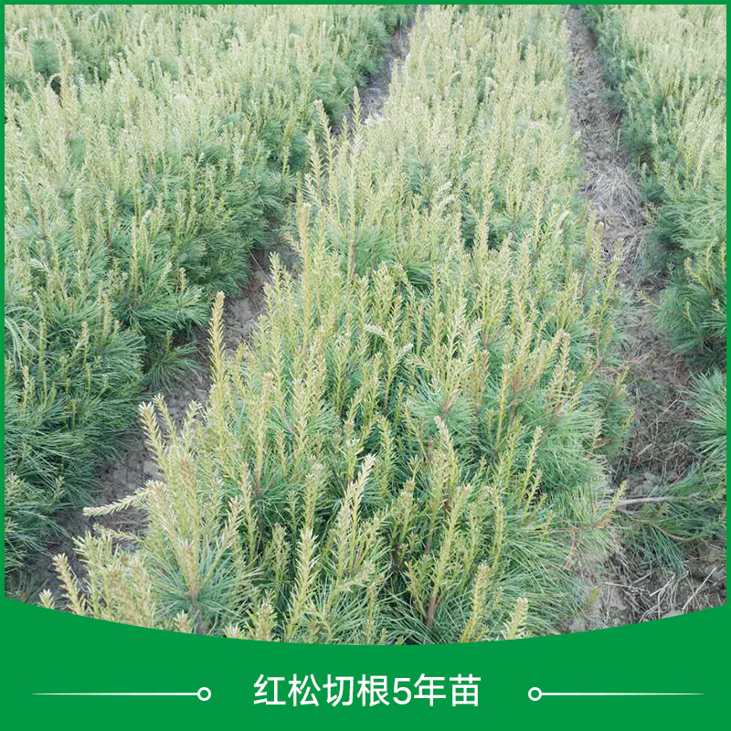 供應(yīng)紅松切根5年苗 紅松切根苗 紅松樹苗 紅松苗圖片