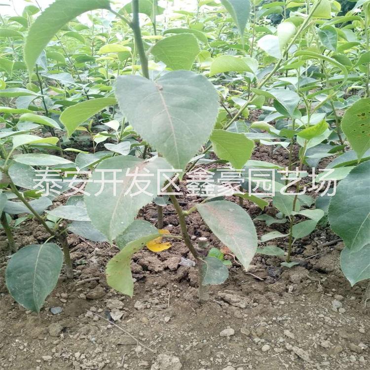 水果种苗梨树苗 梨树苗种植基地 水果种苗 梨树苗 梨树苗种植基地