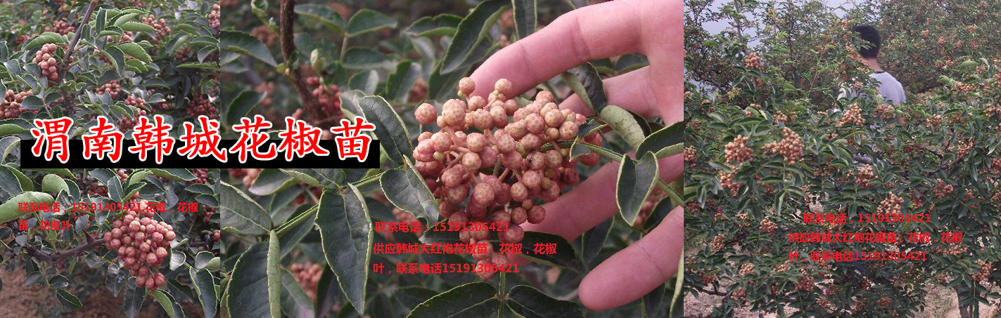 供应用于调味品|围墙|医药的陕西花椒苗，无刺花椒苗，优质花椒图片