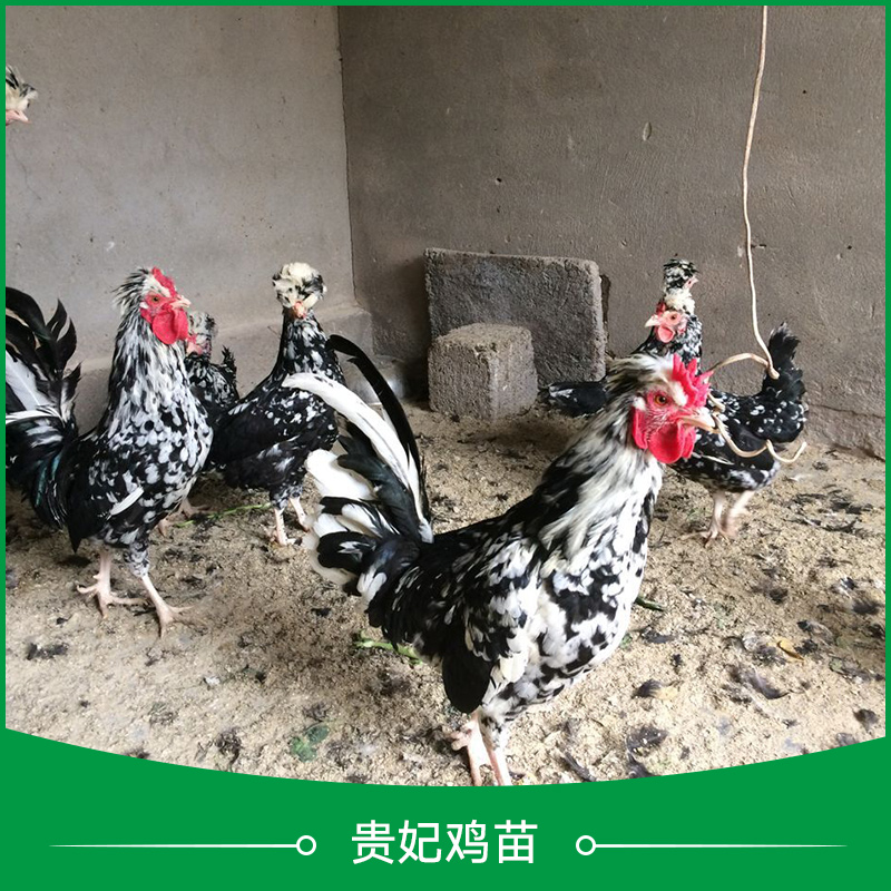 貴妃雞苗圖片/貴妃雞苗樣板圖 (4)