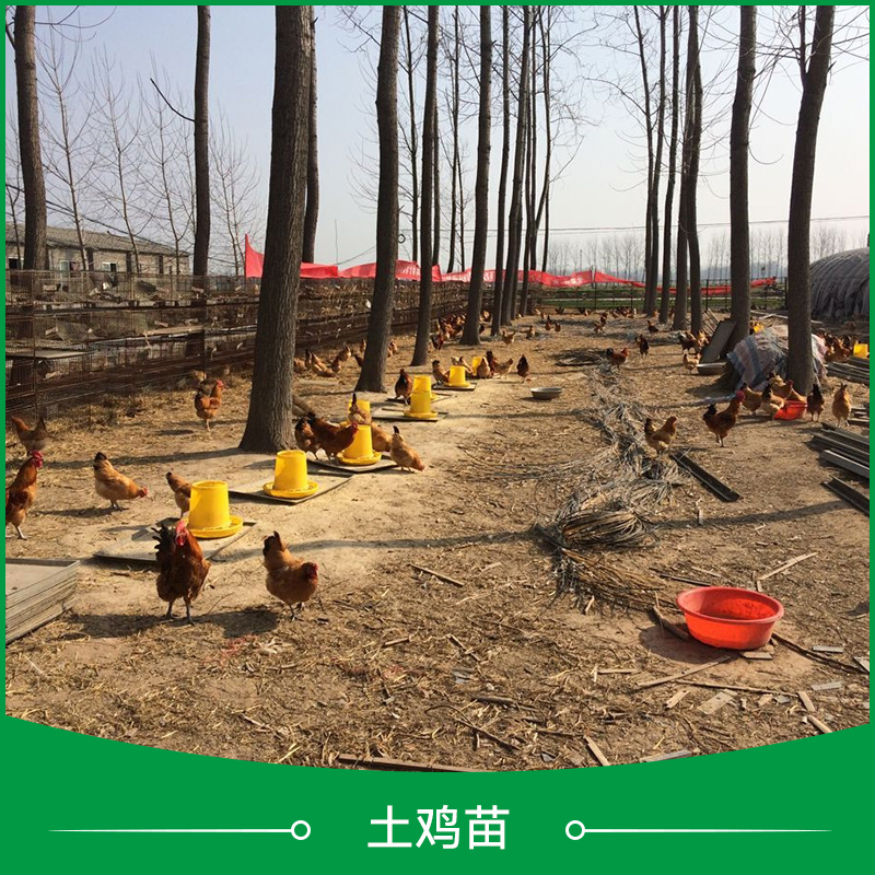 土雞苗圖片/土雞苗樣板圖 (4)