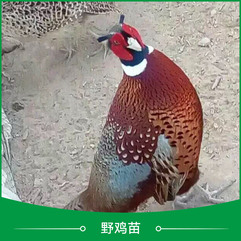 野雞苗圖片/野雞苗樣板圖 (1)