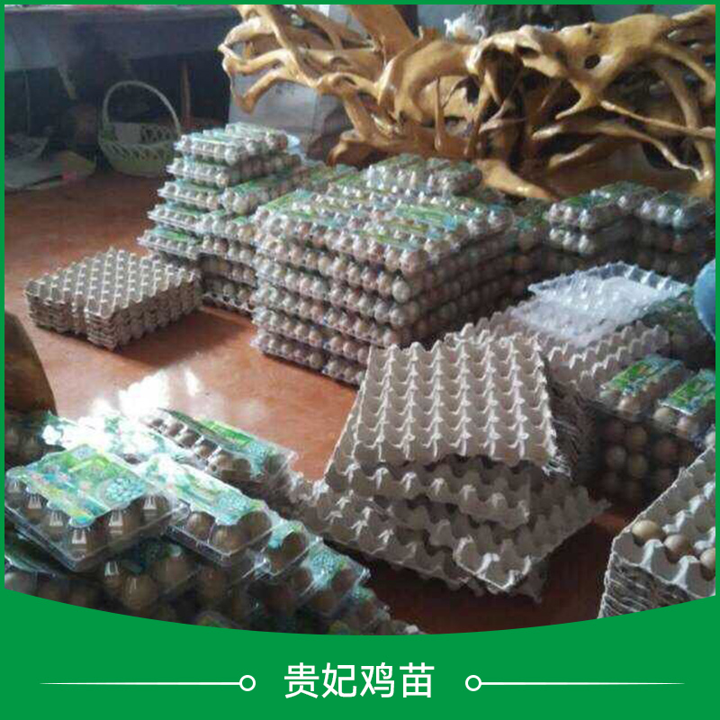 貴妃雞苗圖片/貴妃雞苗樣板圖 (3)