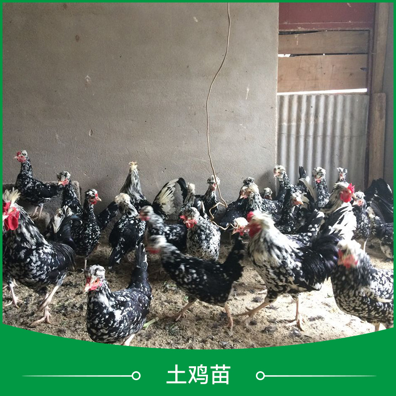 土雞苗圖片/土雞苗樣板圖 (2)