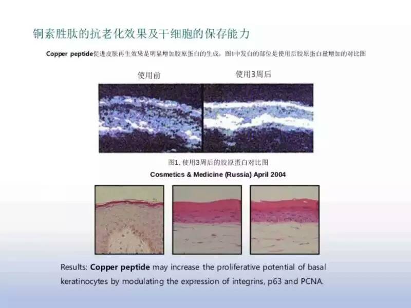 植物干細(xì)胞圖片/植物干細(xì)胞樣板圖 (2)