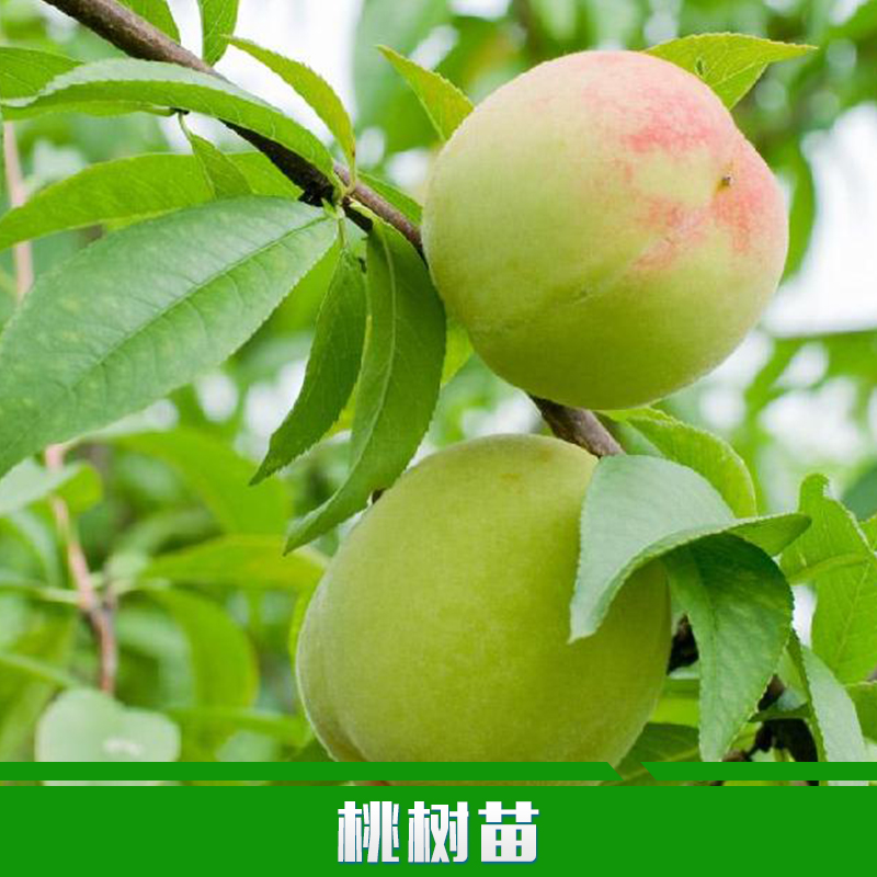 桃樹苗圖片/桃樹苗樣板圖 (1)