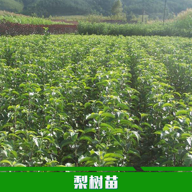梨樹苗圖片/梨樹苗樣板圖 (2)