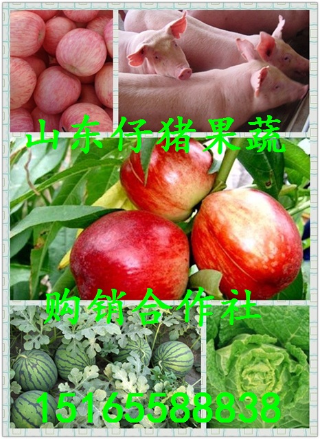 貴州仔豬批發(fā)圖片