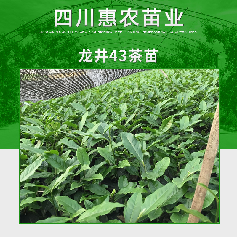 四川惠农苗业供应龙井43茶苗 良种无性系茶树苗 龙井绿茶苗木图片