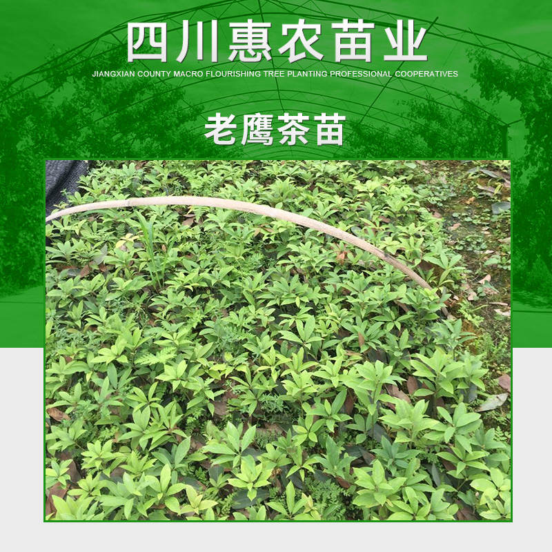 老鷹茶苗圖片/老鷹茶苗樣板圖 (4)