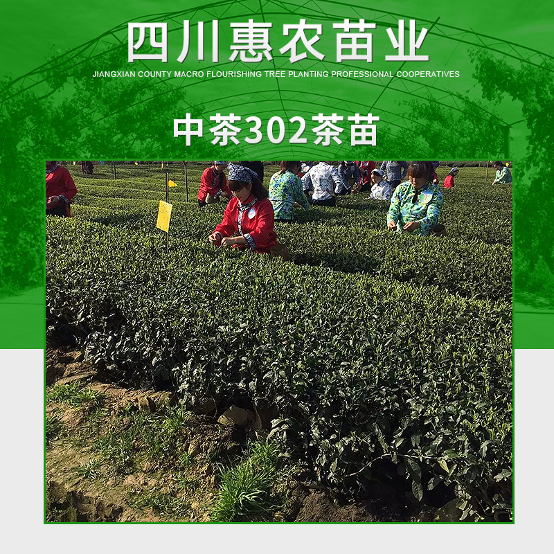 茶苗圖片/茶苗樣板圖 (2)