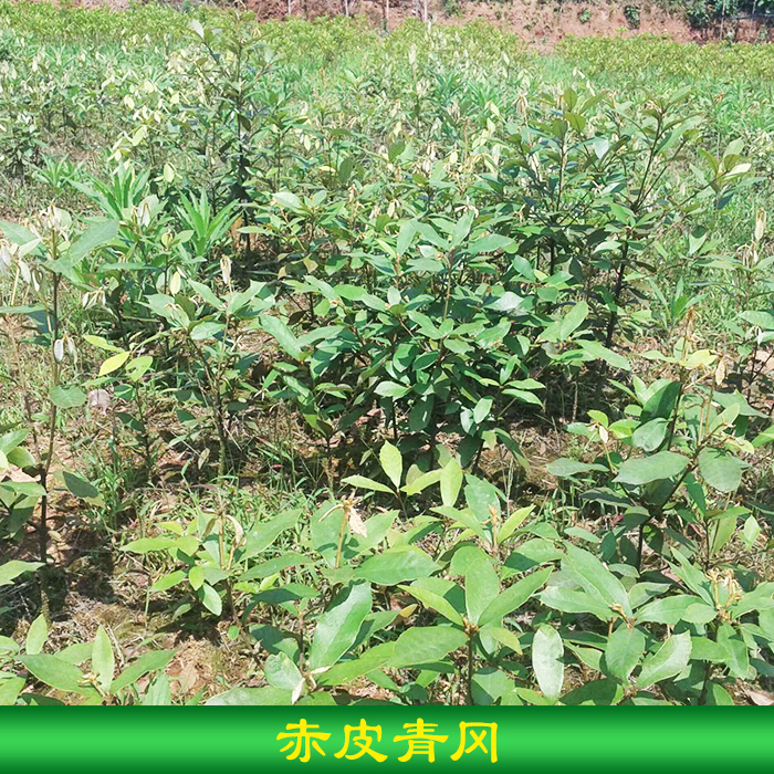 永顺芳龙花木种苗供应赤皮青冈 行道绿化树 常绿乔木赤皮青冈树苗图片