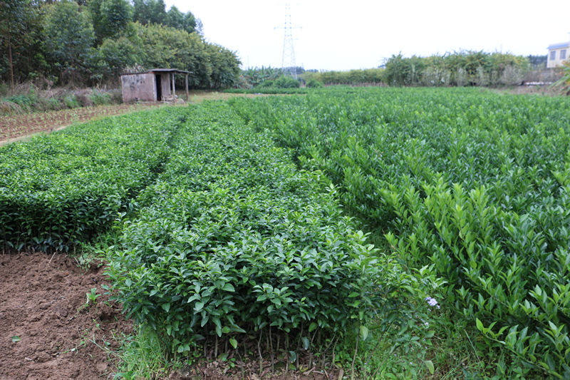 柳州市金秋砂糖橘树苗厂家钦州金秋砂糖橘树苗基地&钦州哪里有金秋砂糖橘树苗买&钦州金秋砂糖橘树苗