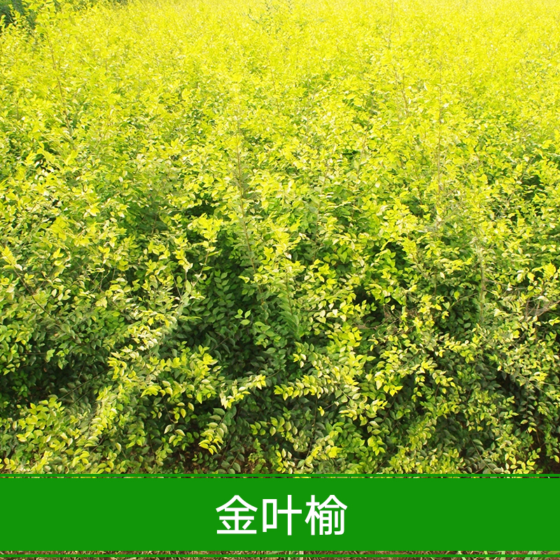 供應(yīng)金葉榆 批發(fā)白榆樹種子 金葉榆樹種子 美人榆種子