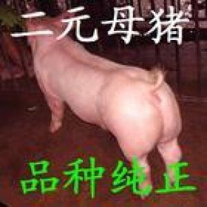 供應(yīng)苗豬，仔豬，仔豬價(jià)格，仔豬批發(fā)