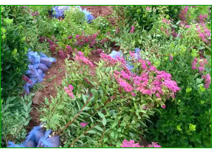 紅王子錦帶圖片/紅王子錦帶樣板圖 (4)