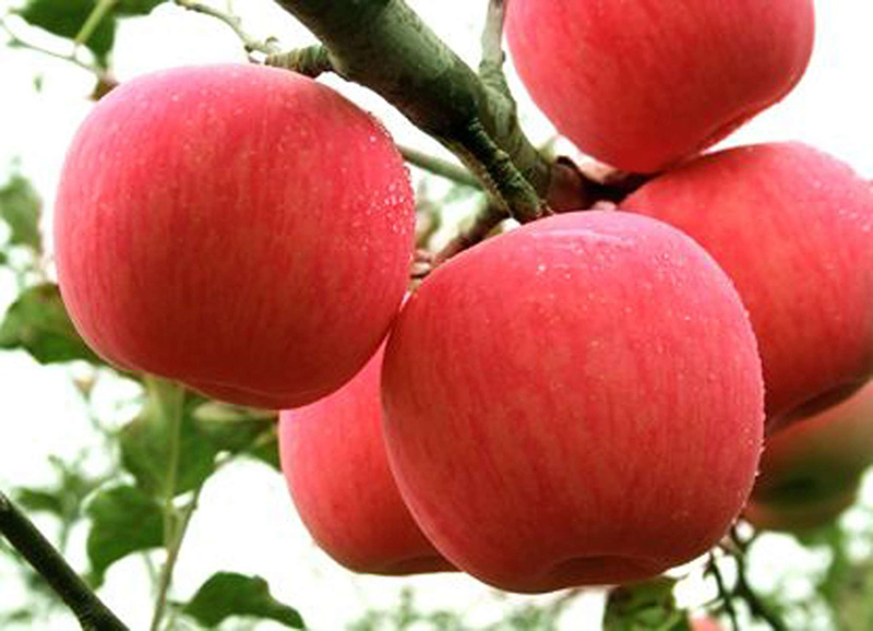 遼寧新品種岳陽紅蘋果苗供應
