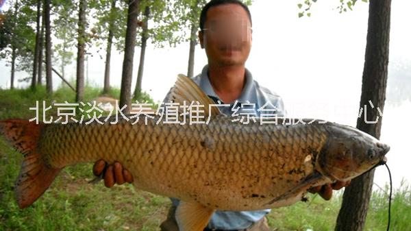 批發(fā)青魚苗鯉魚苗鯽魚黃金鯽錦鯉魚圖片/批發(fā)青魚苗鯉魚苗鯽魚黃金鯽錦鯉魚樣板圖 (3)