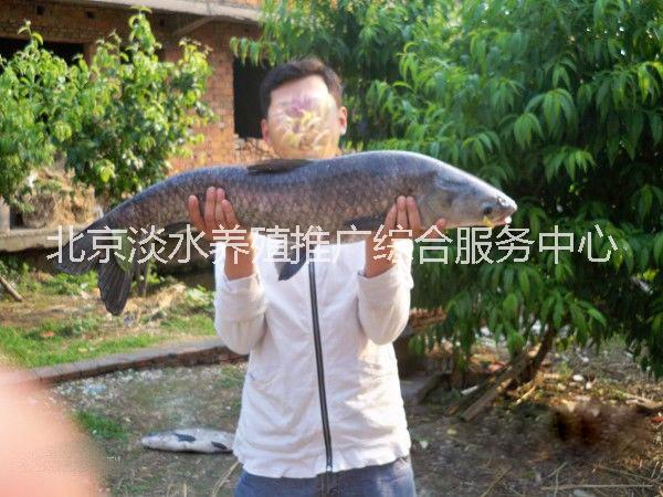 批發(fā)青魚苗鯉魚苗鯽魚黃金鯽錦鯉魚圖片/批發(fā)青魚苗鯉魚苗鯽魚黃金鯽錦鯉魚樣板圖 (2)