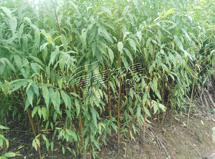 南北方種植山桃苗*毛桃樹苗桃樹直生苗可嫁接桃樹李樹占地樹苗 毛桃苗