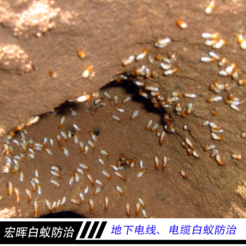 廣州宏暉白蟻防治工程 地下電線電纜白蟻防治 藥物處理滅治白蟻