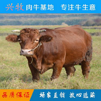 供应用于肉牛养殖的忻州市兴牧肉牛养殖场图片