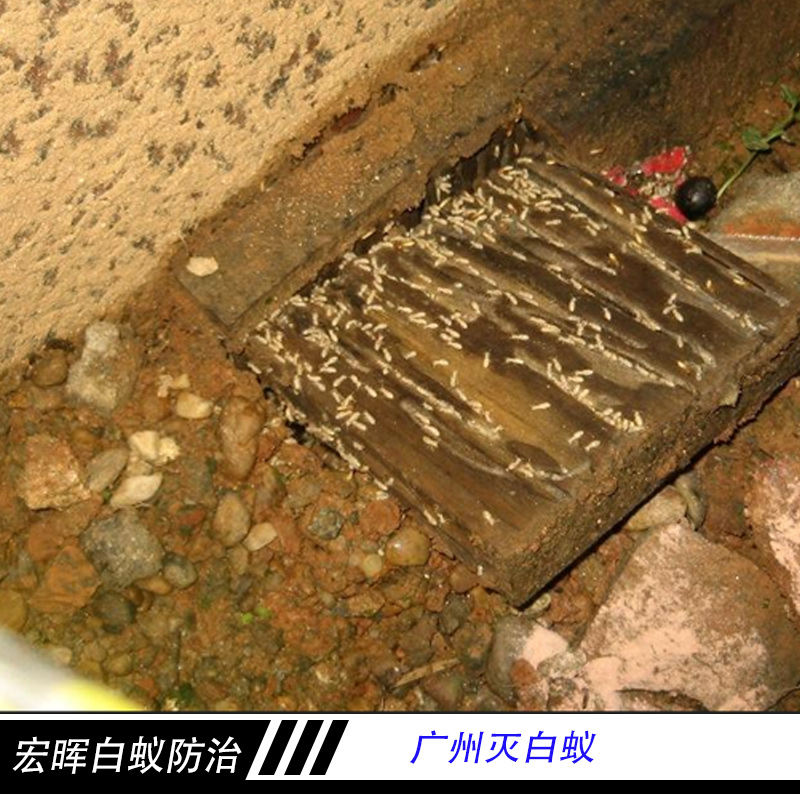 广州灭白蚁公司 药物处理预防白蚁 害虫诱杀灭治 白蚁防治工程图片