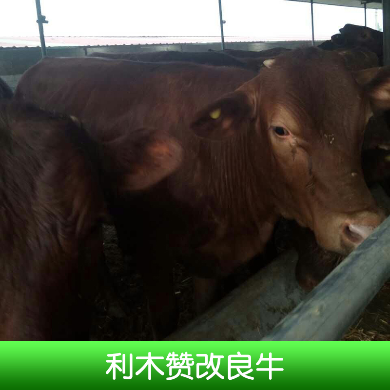 利木贊改良牛養(yǎng)殖、山東利木贊改良牛供應(yīng)商、利木贊牛、利木贊改良牛、利木贊改良牛價錢
