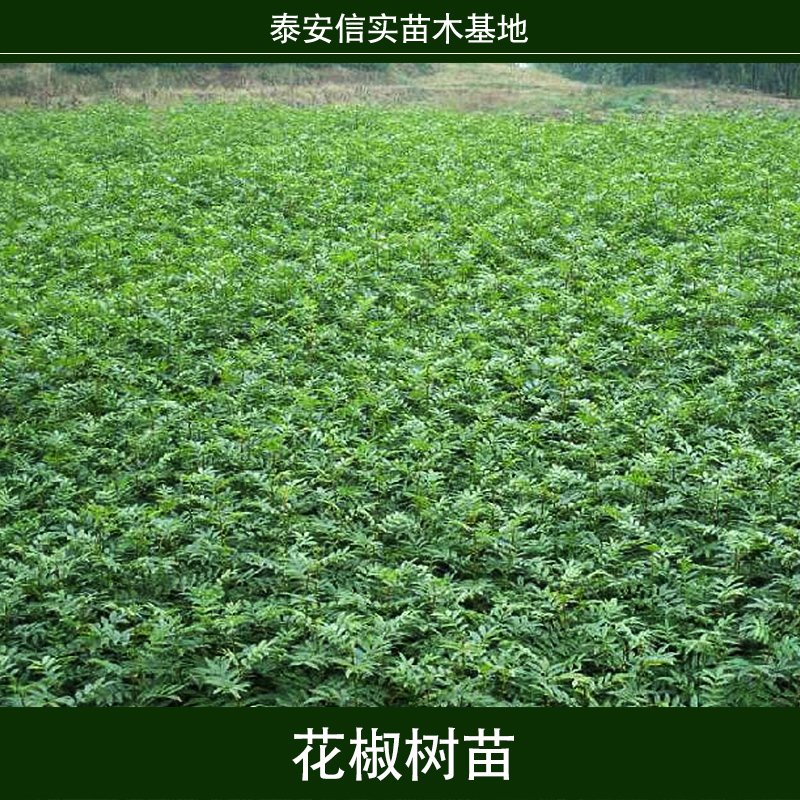 山东花椒树苗 大花椒树苗 红花椒苗木 青花椒种苗 香椒树苗图片