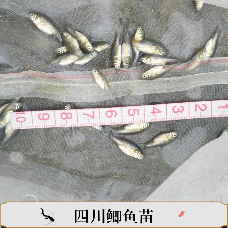 四川鯽魚(yú)苗翹殼魚(yú)苗水花圖片