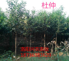 河南哪里有杜仲種植基地 杜仲綠化苗木批發(fā)