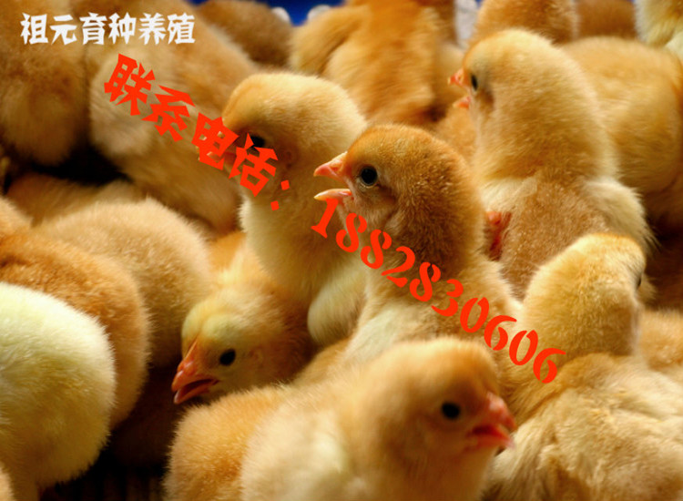 祖元江漢土雞苗 脫溫苗圖片