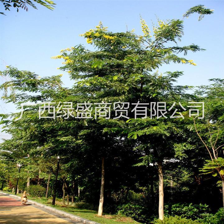 木小苗圖片/木小苗樣板圖 (2)