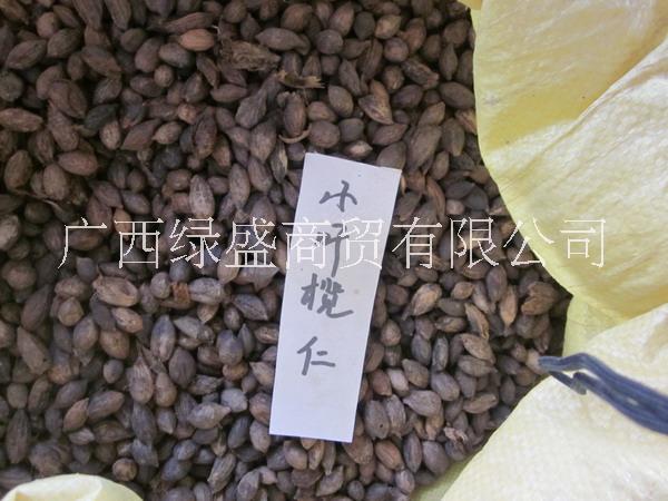 小葉欖仁圖片/小葉欖仁樣板圖 (2)