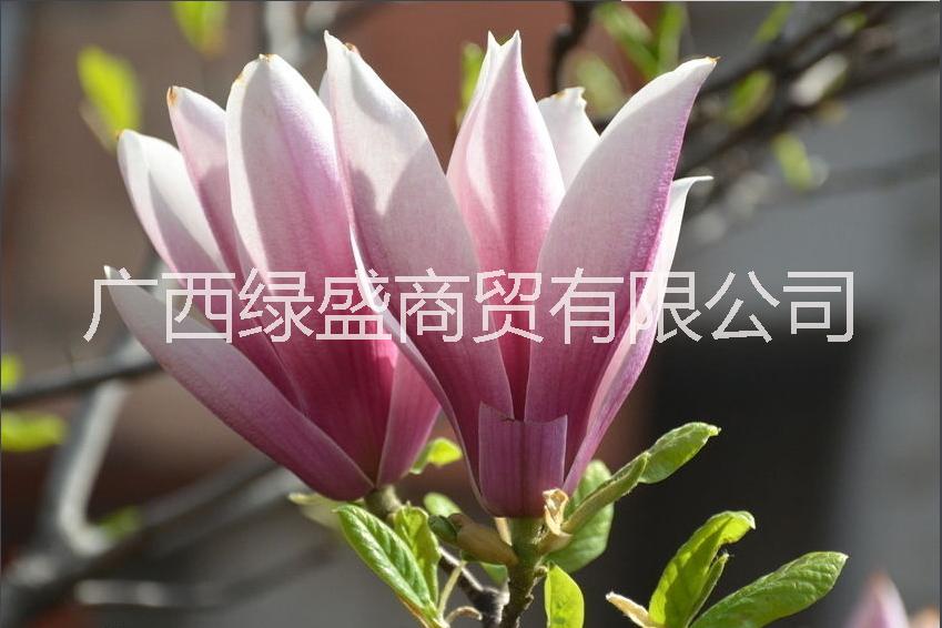 紫玉蘭圖片/紫玉蘭樣板圖 (4)