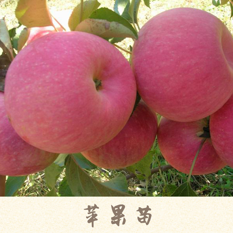蘋(píng)果苗產(chǎn)品圖片/蘋(píng)果苗產(chǎn)品樣板圖 (4)