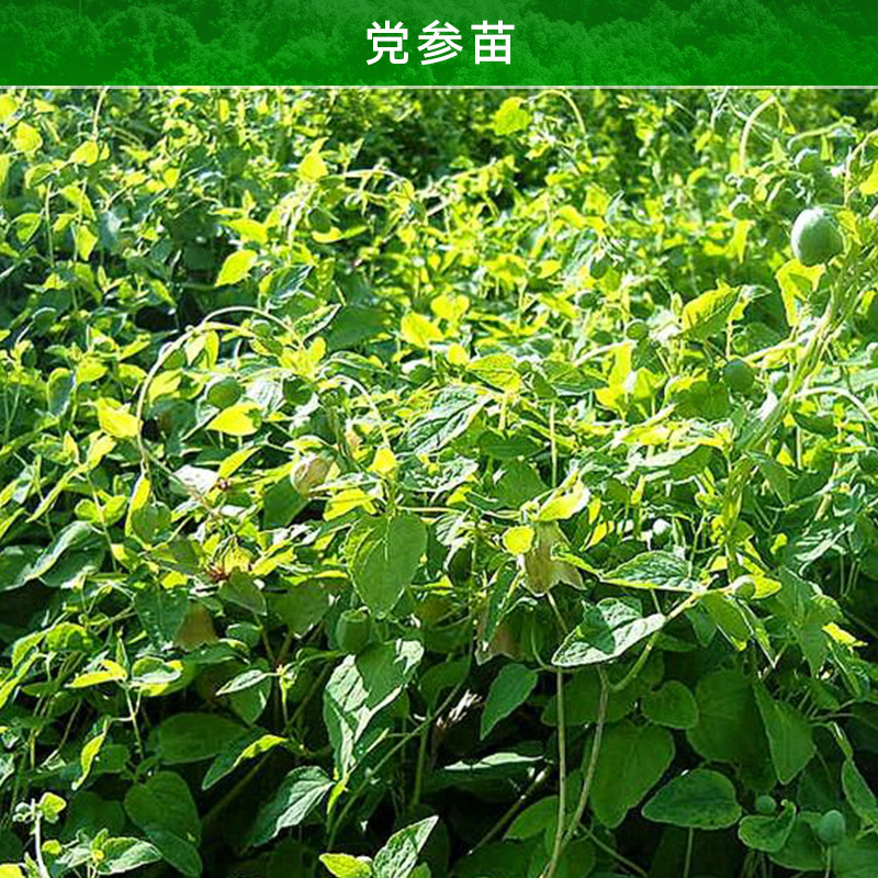 黨參圖片/黨參樣板圖 (4)