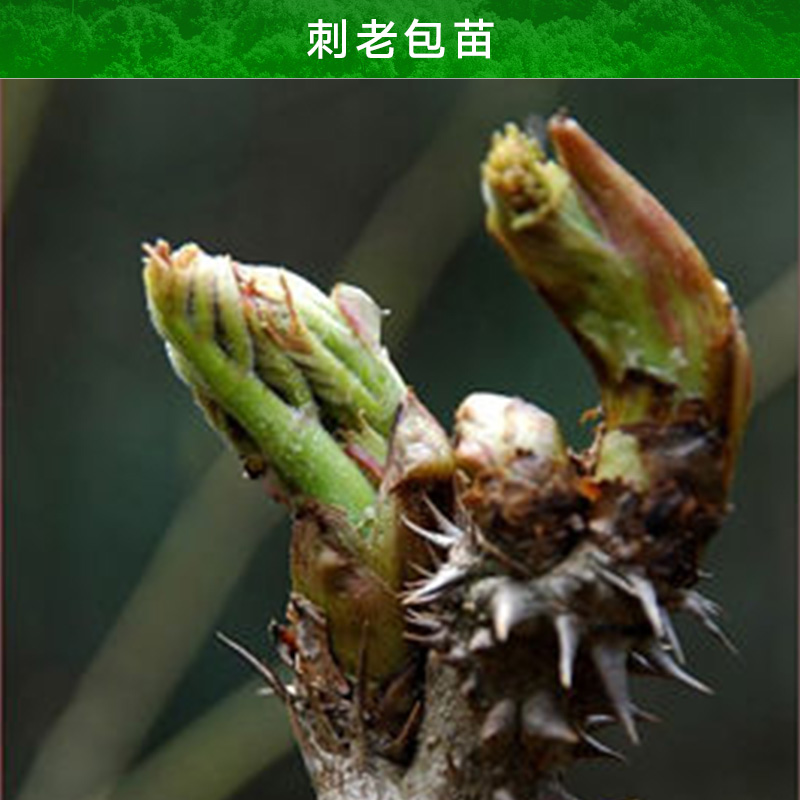 云南刺老包苗產(chǎn)品 刺老包種子現(xiàn)貨 刺苞菜樹苗供應(yīng) 老虎刺種苗價(jià)格 刺老包種苗 刺老鴇樹苗