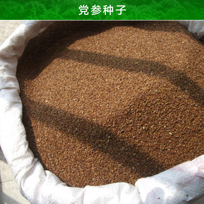 云南昭通黨參種子圖片