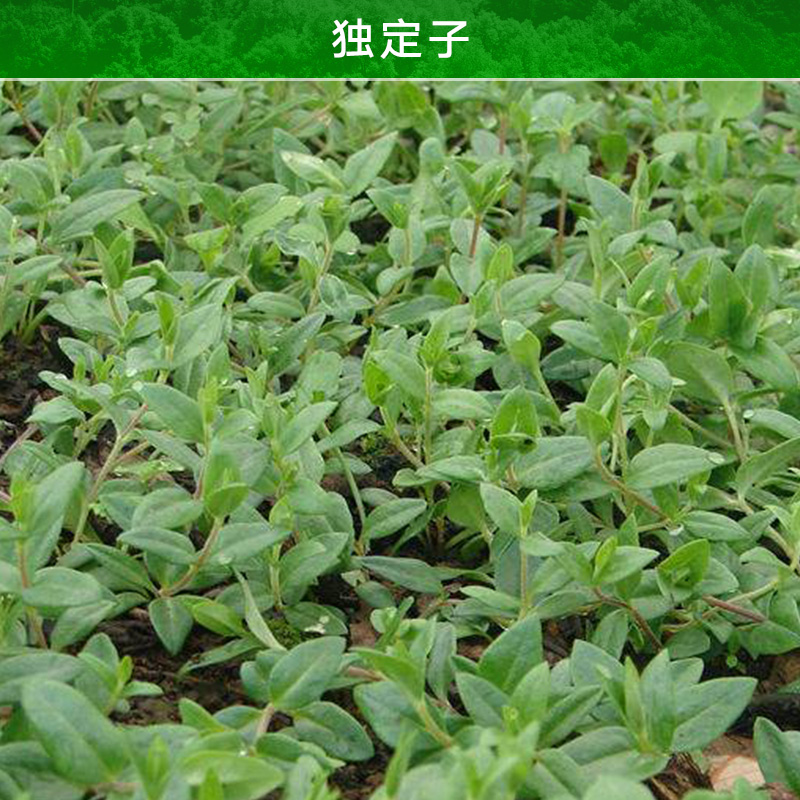 昭通獨(dú)定子產(chǎn)品圖片/昭通獨(dú)定子產(chǎn)品樣板圖 (2)