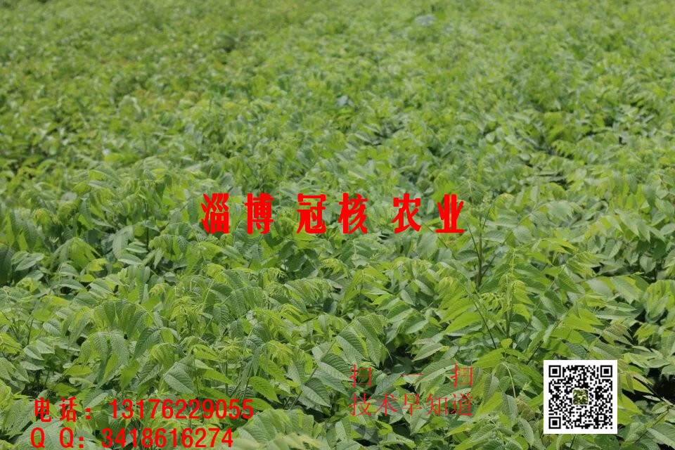 核桃苗培育圖片/核桃苗培育樣板圖 (2)