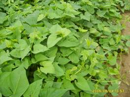 紅薯苗 濟薯26紅薯苗