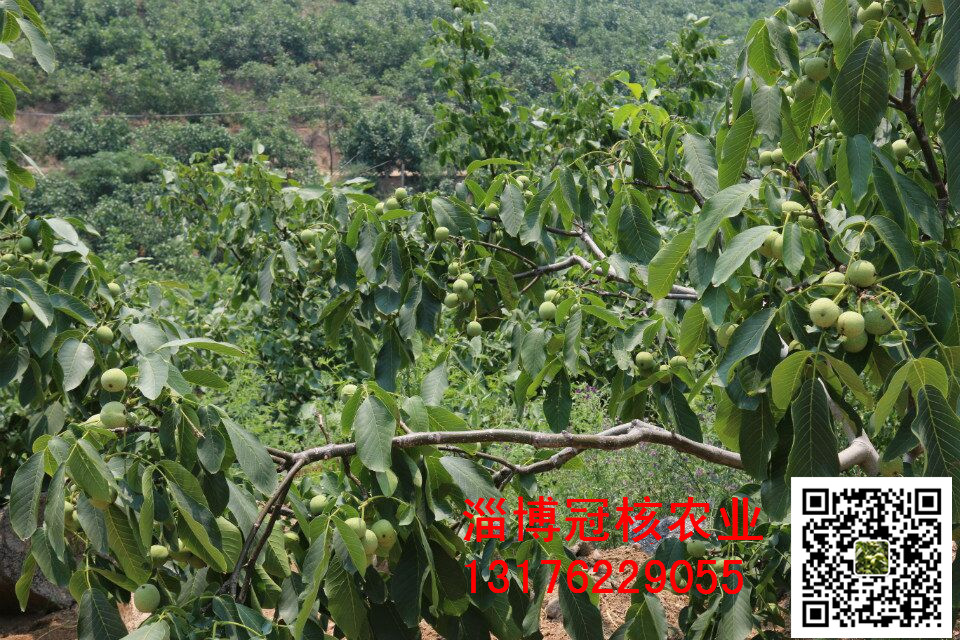 薄皮核桃苗圖片/薄皮核桃苗樣板圖 (3)