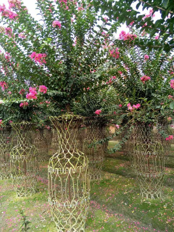 紫薇情侶座造型圖片