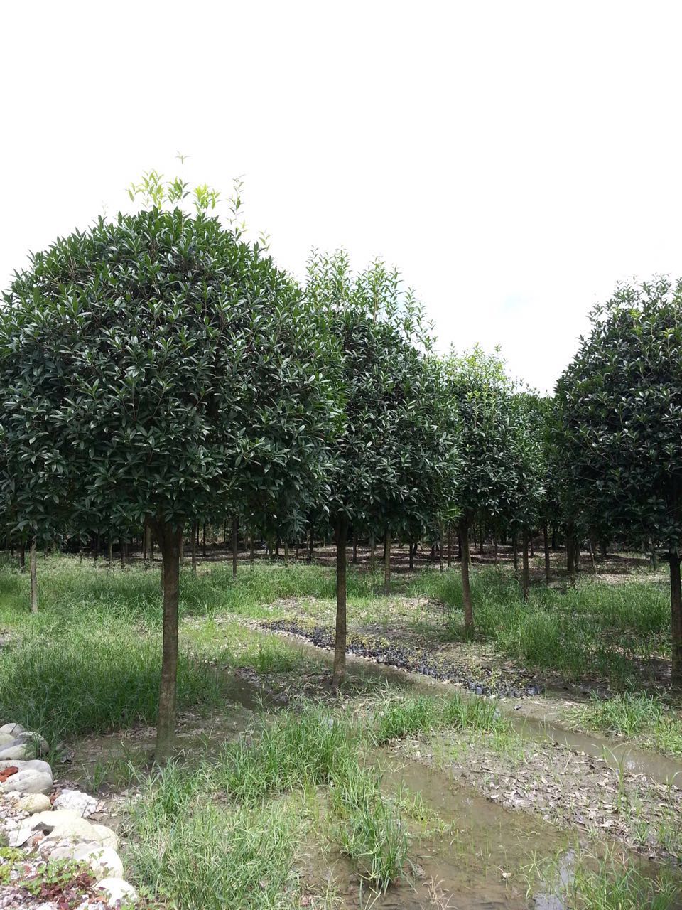 高桿精品丹桂圖片