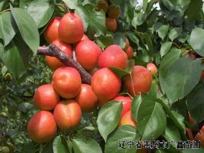 大李子苗圖片/大李子苗樣板圖 (3)