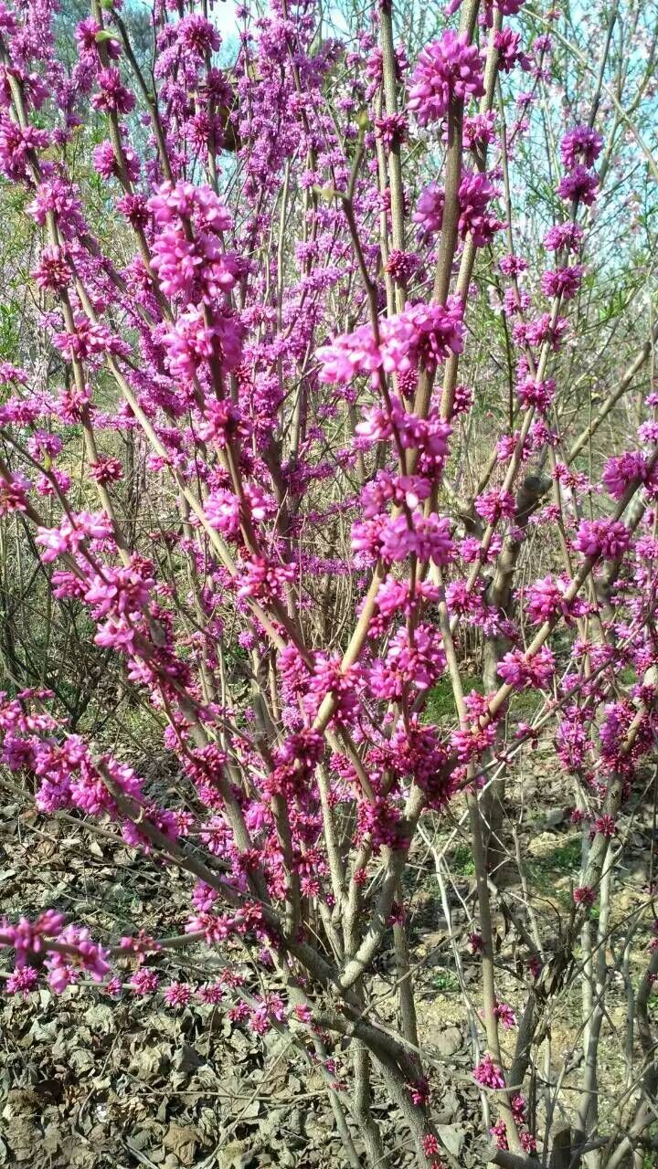 河南紫荊/河南鄢陵紫荊價(jià)格/紫荊/紫荊批發(fā)/河南紫荊直銷