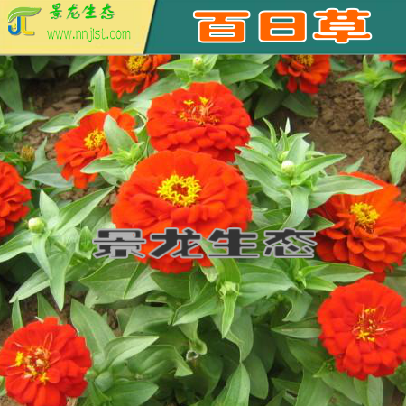 花卉種子圖片/花卉種子樣板圖 (1)