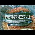 黑魚(yú)苗 新河黑魚(yú)苗，條形好長(zhǎng)的快
